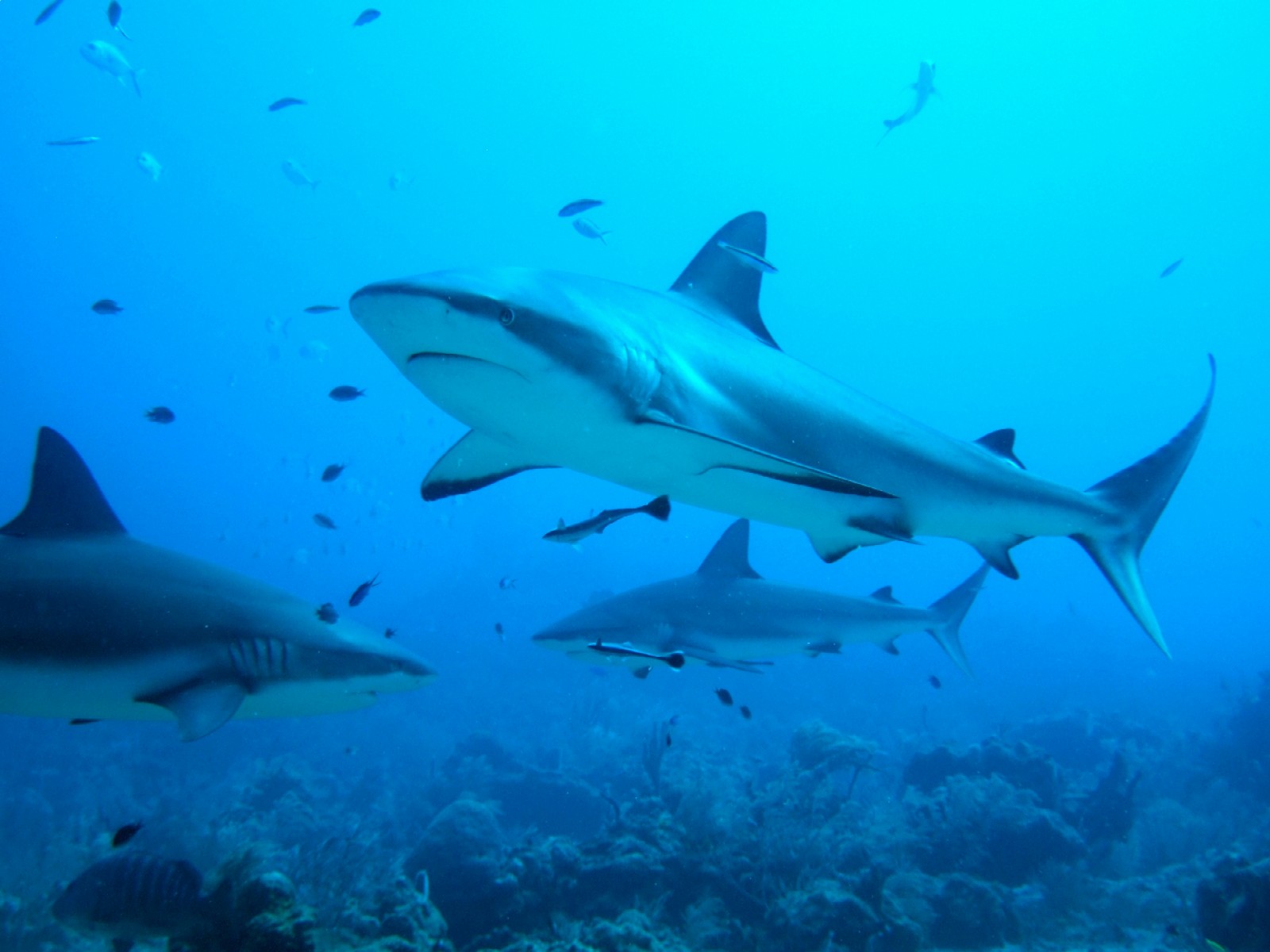 reef sharks