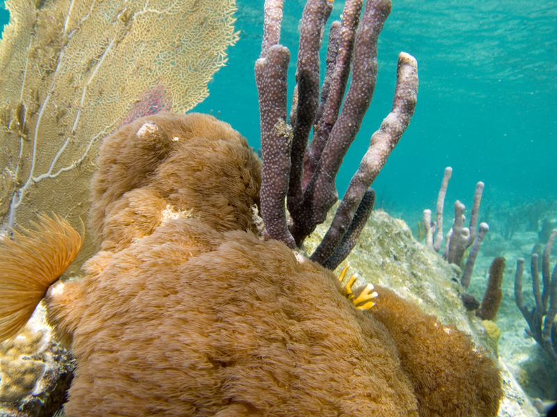 Reef-Shot