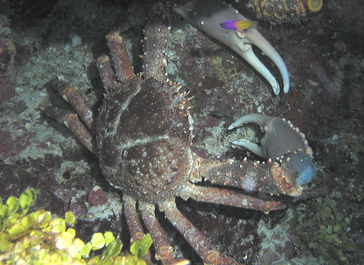 Reef Spider Crab