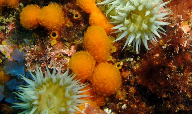 Reef Sponges