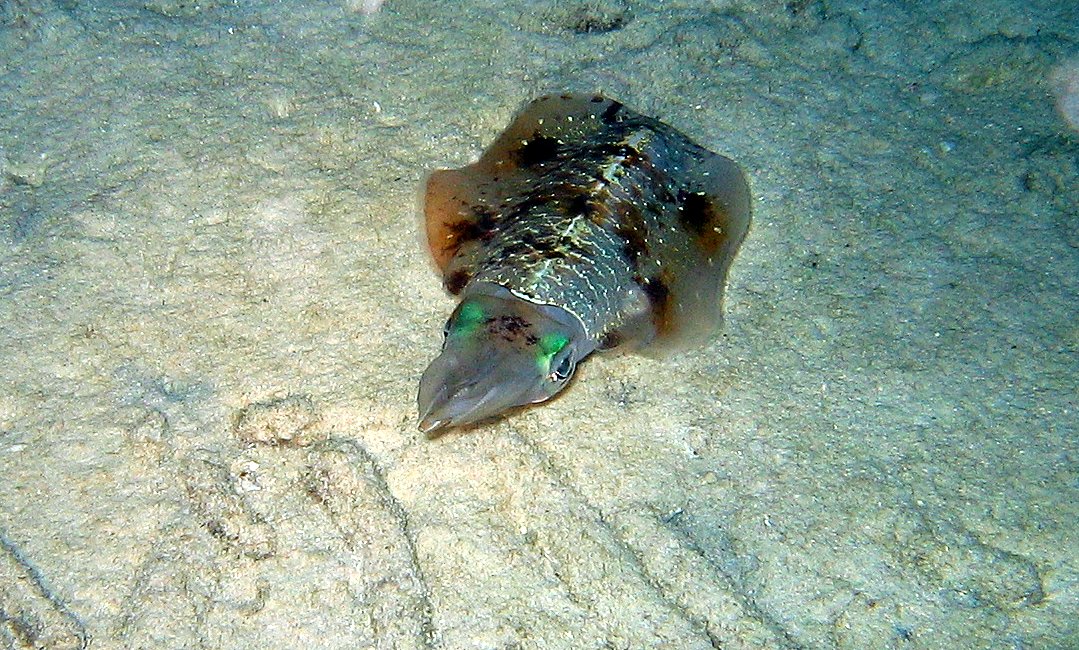 Reef Squid at night in Bonaire