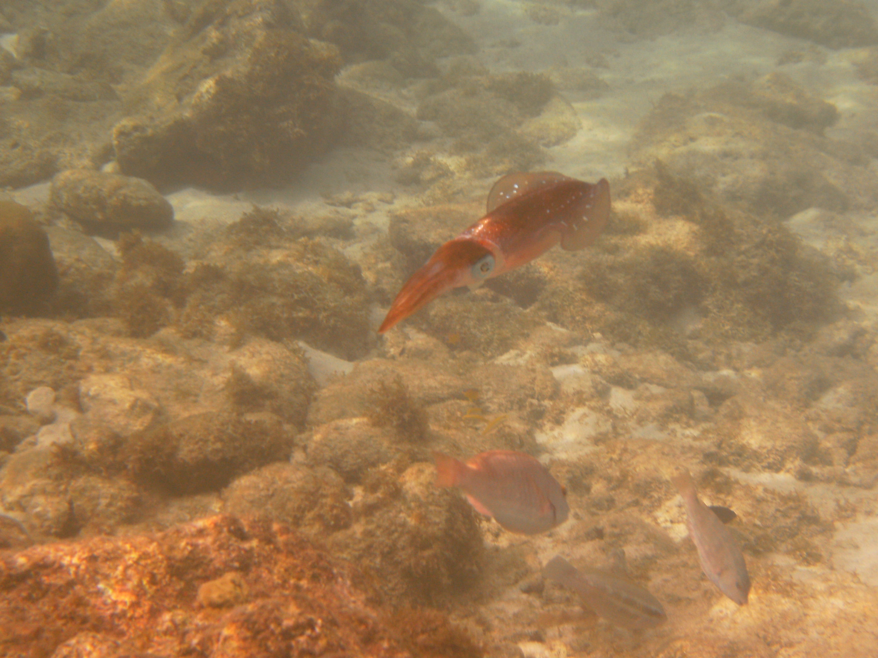 reef squid