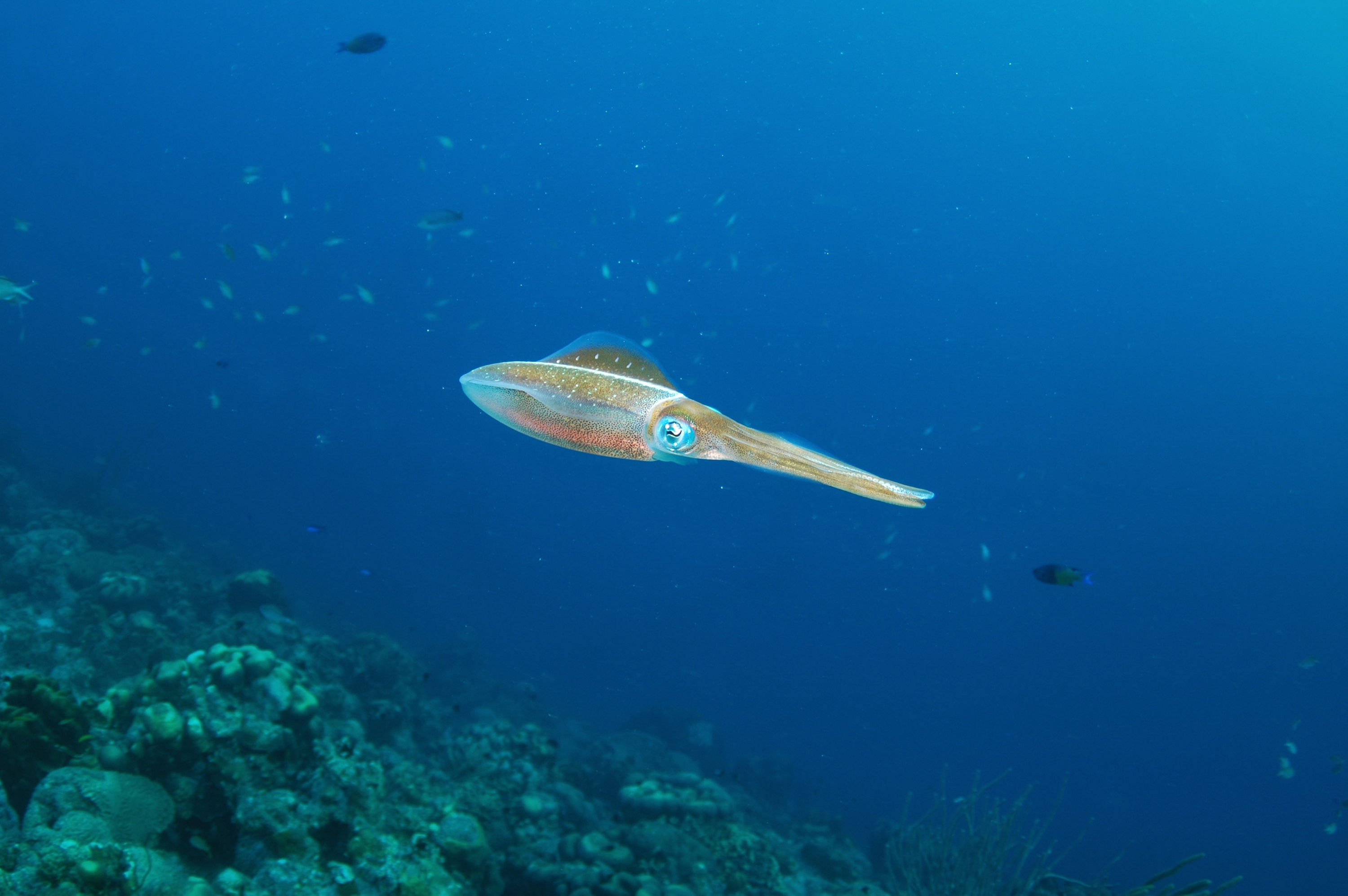 Reef Squid