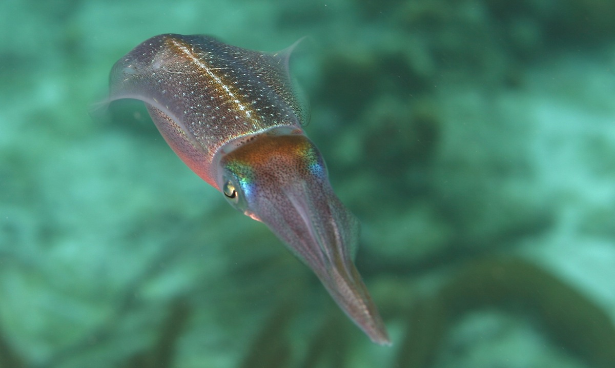 Reef Squid