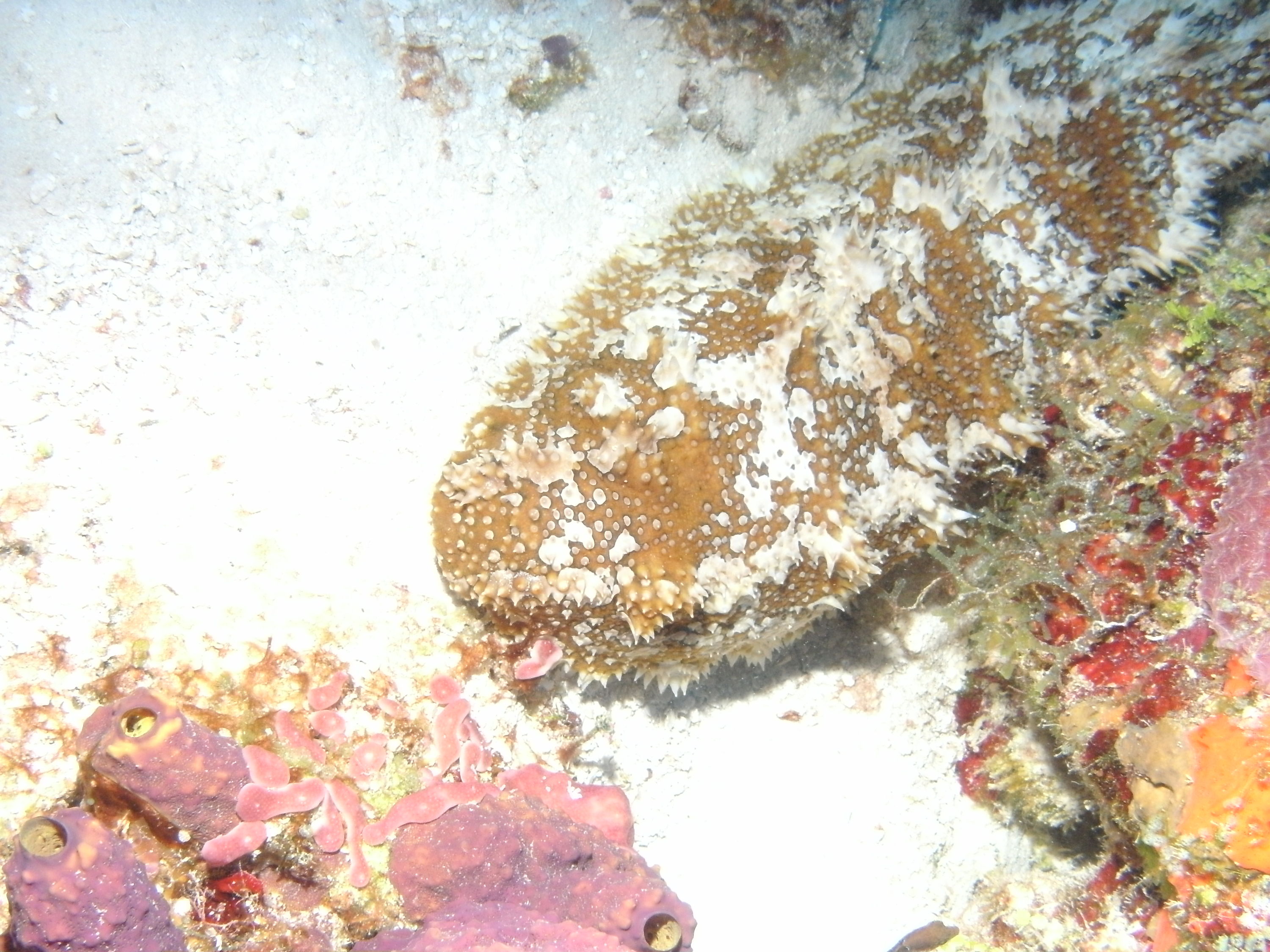 Reef Stonefish (Cozumel 2012)