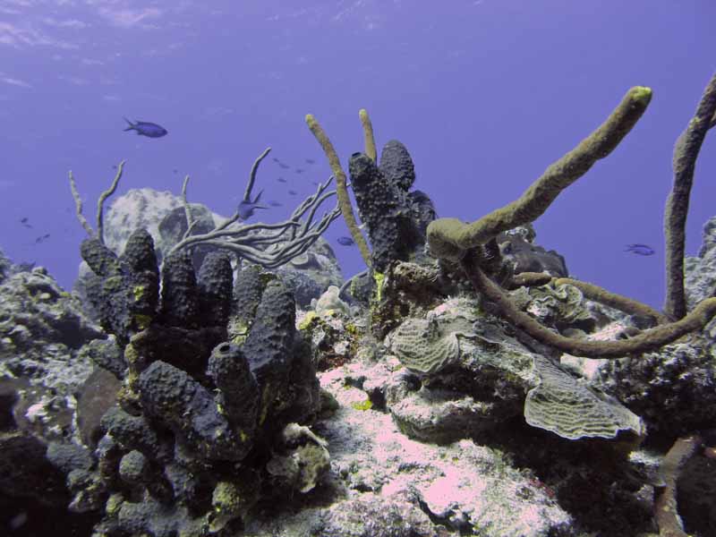 Reef Structure - Columbia Shallow - 02-28-09