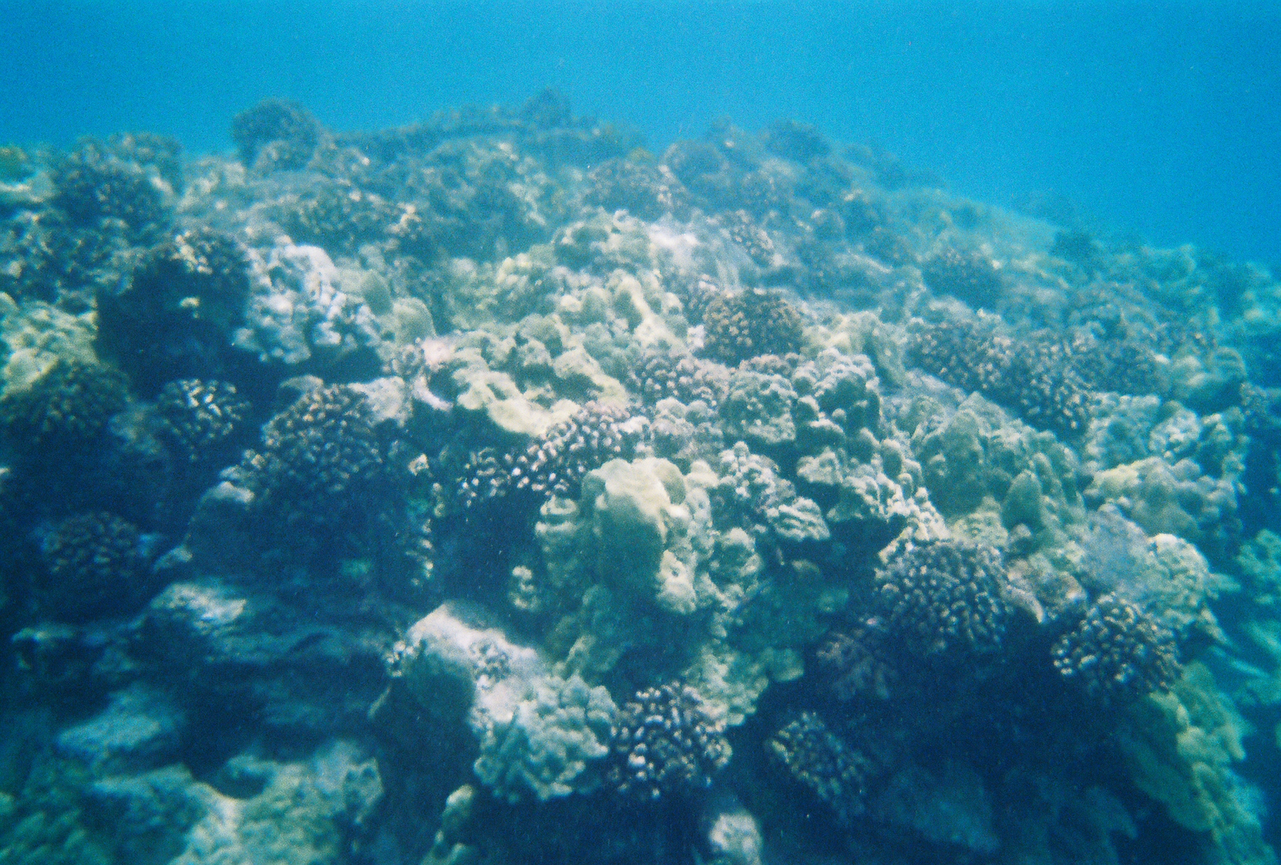Reef wall in Kona, Hawaii in the Place of Refuge