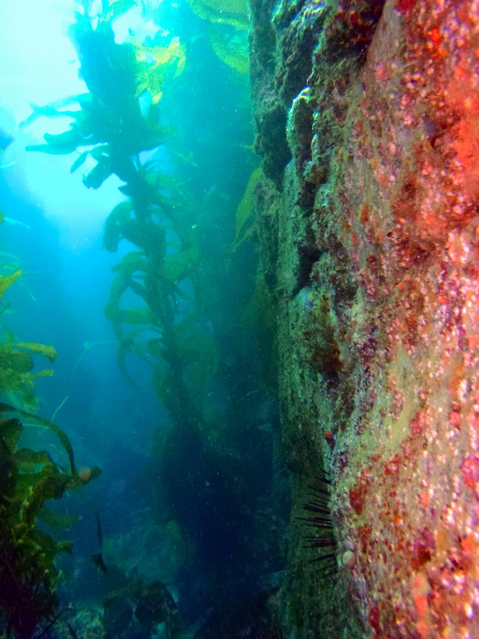 Reef Wall