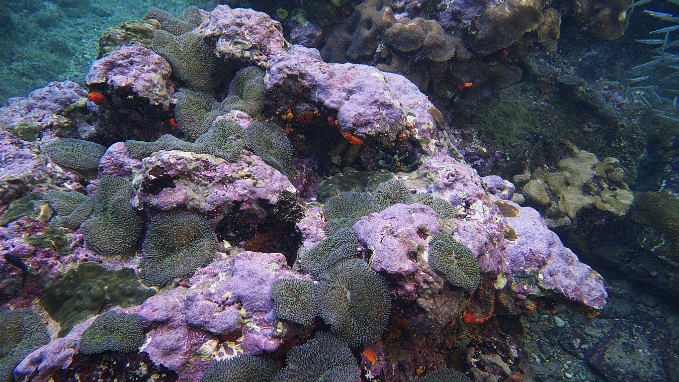 reef14