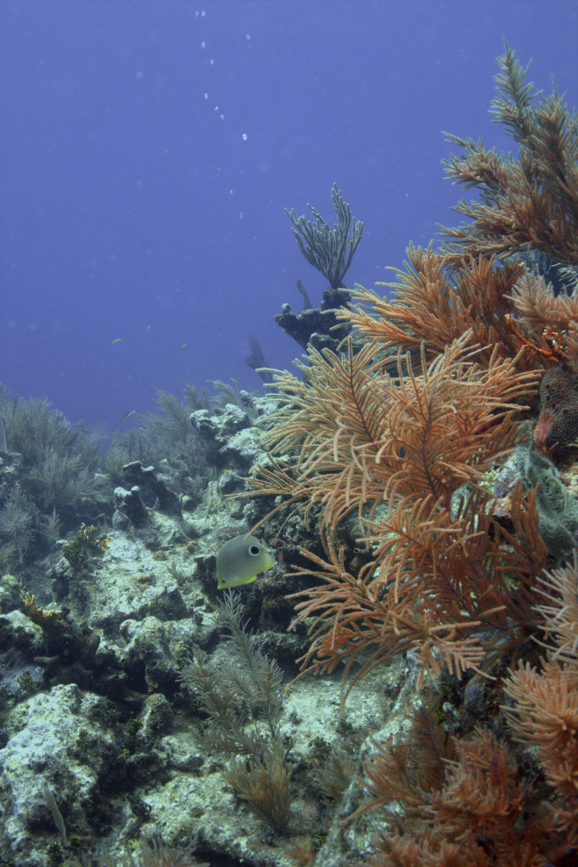 Reef_and_spotted_Butterflyfish_1