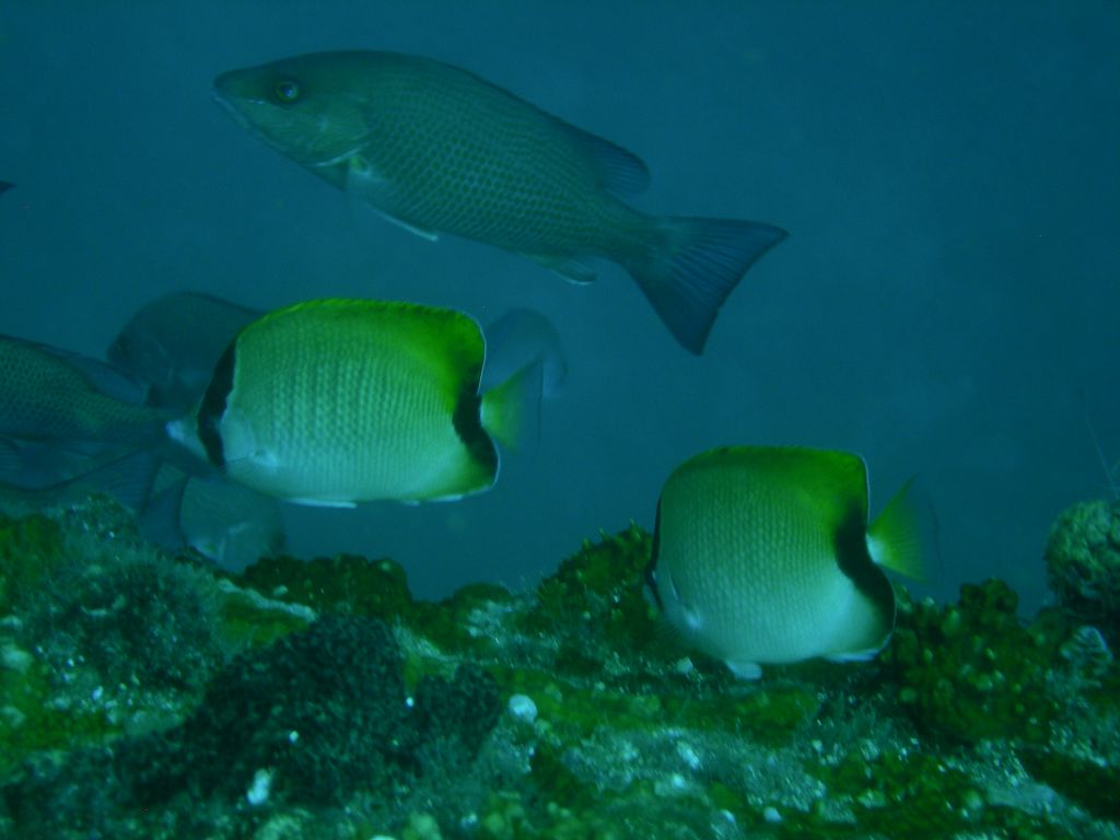 Reef_Butterflyfish