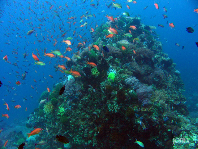 reef_fishes_feeding_1