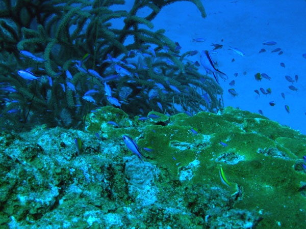 reef_life_spotted_bay_sm