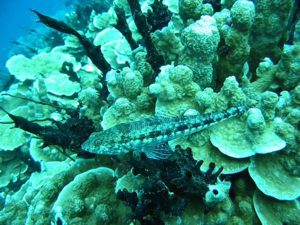 Reef_Lizardfish