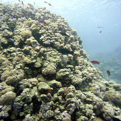 Reef_scene1