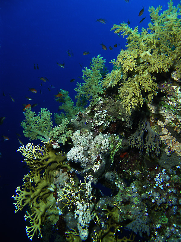 reef_scene4