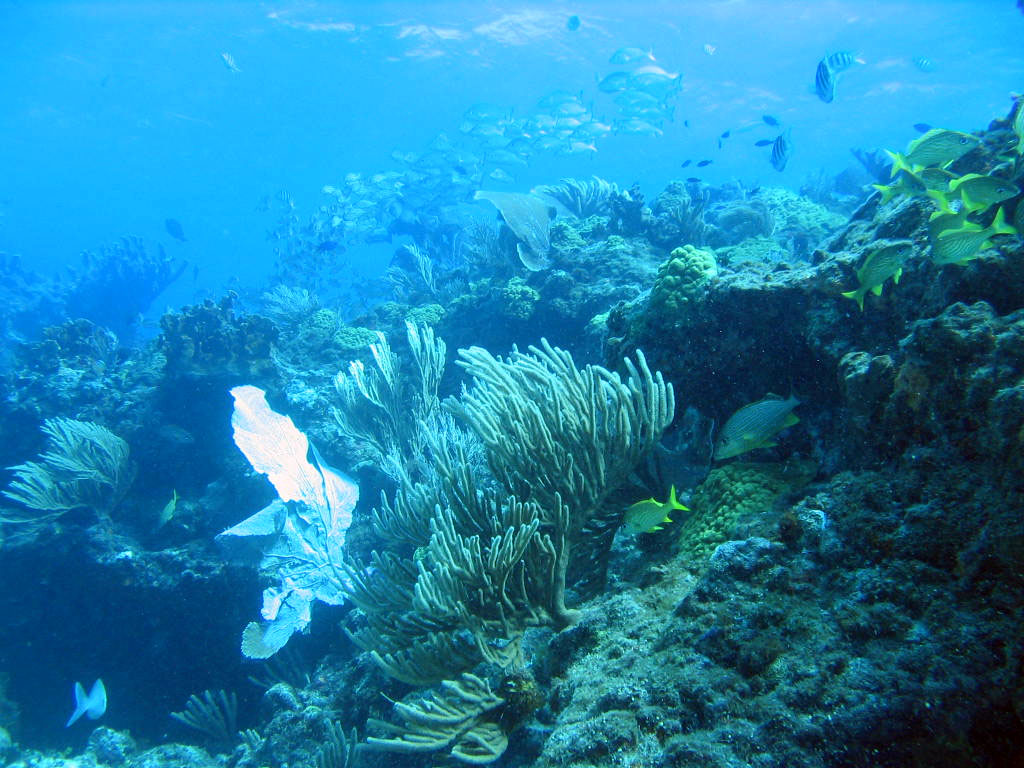 Reef_Scene_1_1