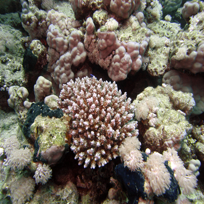 Reef_scene_with_Acropora_humilis