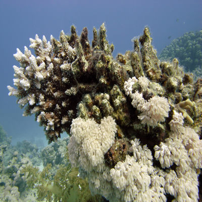 Reef_scene_with_Acropora_lamarcki_3