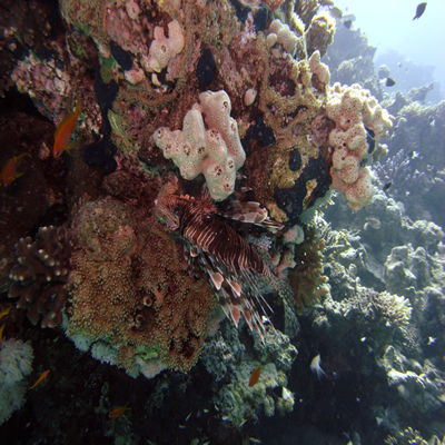 Reef_scene_with_common_lionfish