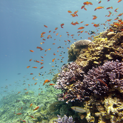 Reef_scene_with_coral_and_antheases