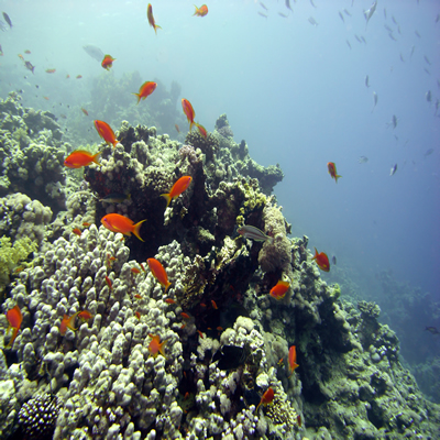 Reef_scene_with_Oman_antheases_2