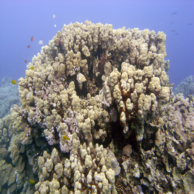 Reef_scene_with_Porites_coral