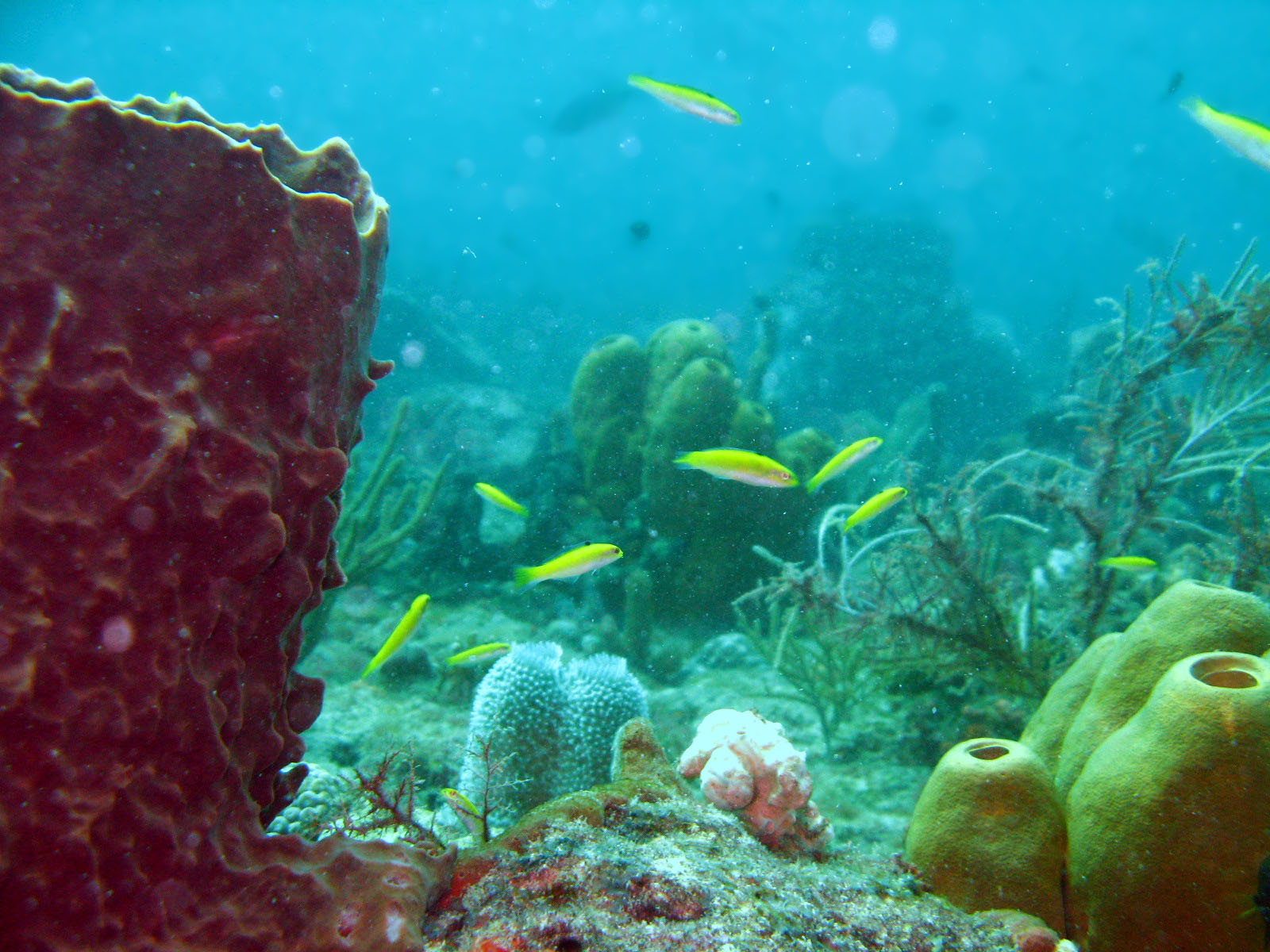 Reef_scene_with_yellow_fish_1_