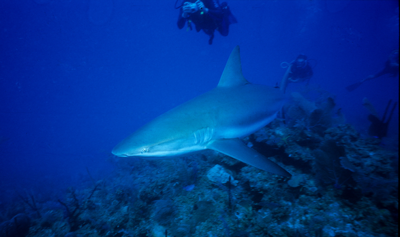 Reef_Shark