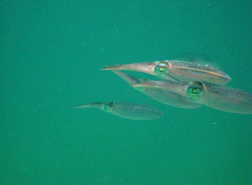 Reef_Squid_1