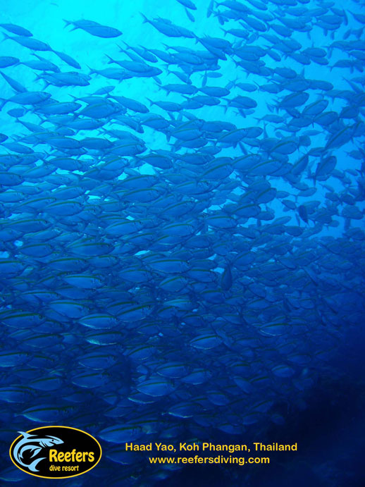 Reefers Dive Resort