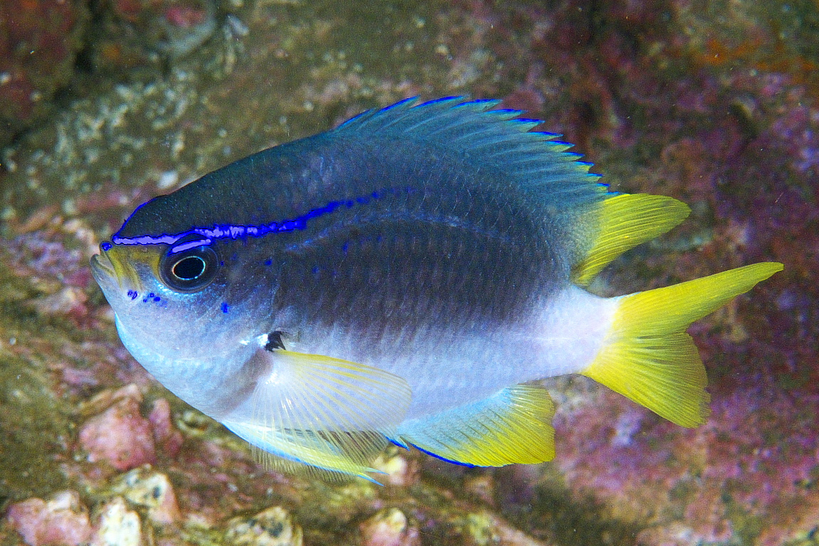 reeffish_2011_07_30