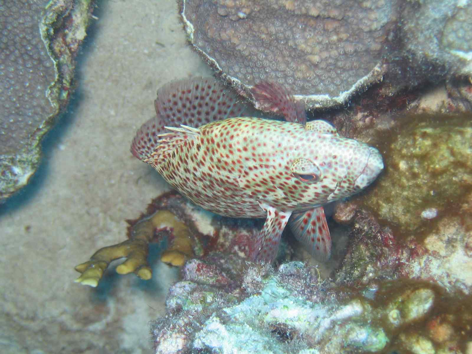 reefgrouper