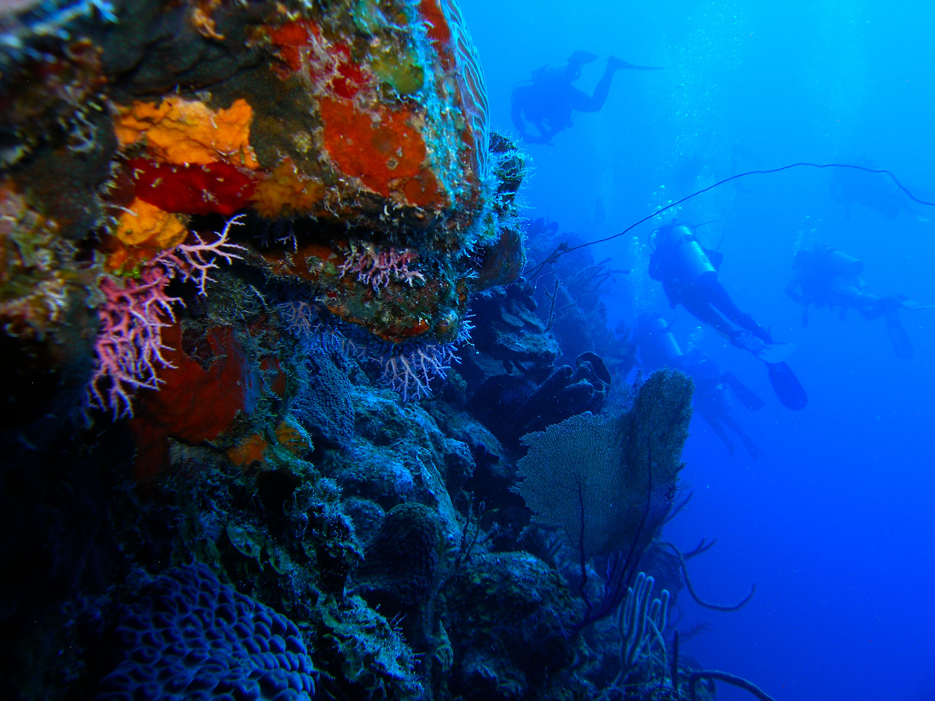 Reefscape divers TnC