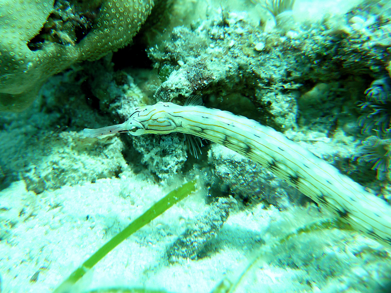 Reeftop Pipefish (Corythoichthys haematopterus) ScubaBoard