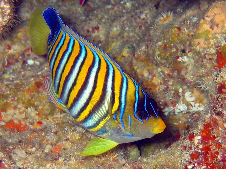 Regal Angelfish