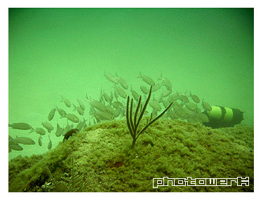 Remolcador dive - Coral growing on wrecked tank