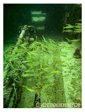 Remolcador dive - Fish living in wreck