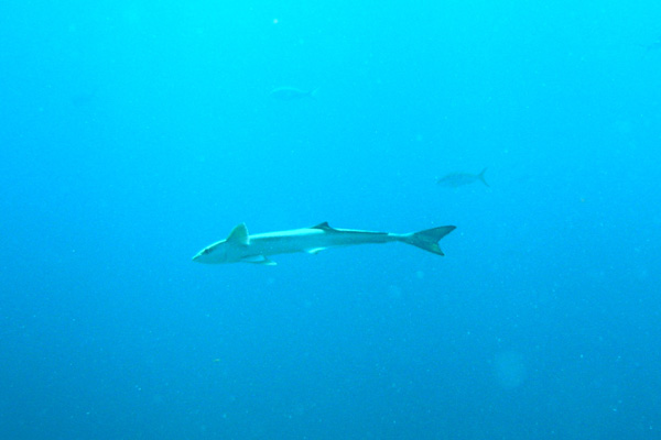 Remora eel