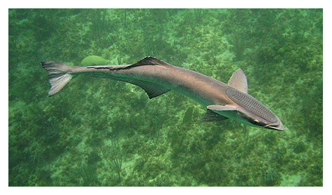 Remora ... This fish is ugly in person !!!