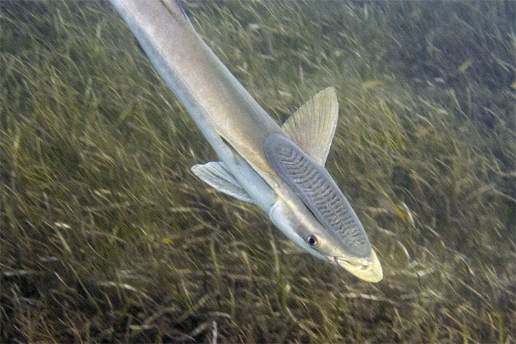 Remora