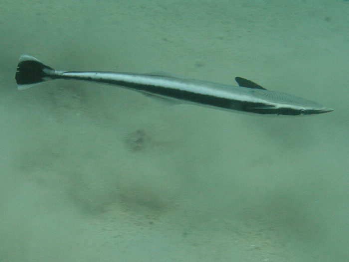 remora