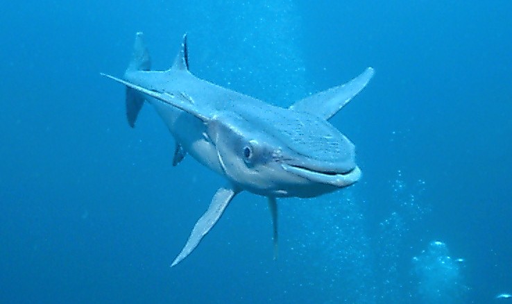 Remora