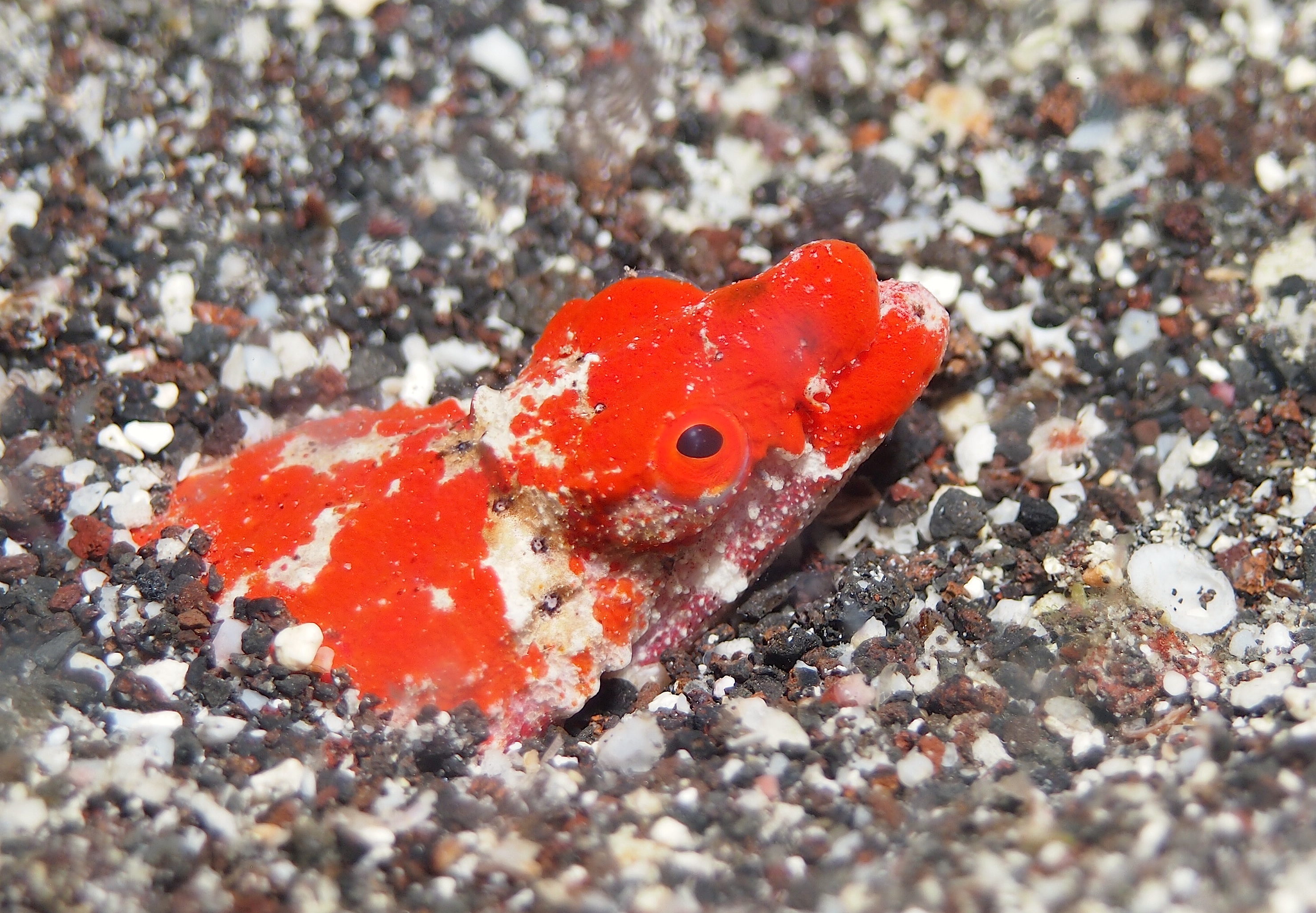 Reptilian Snake Eel