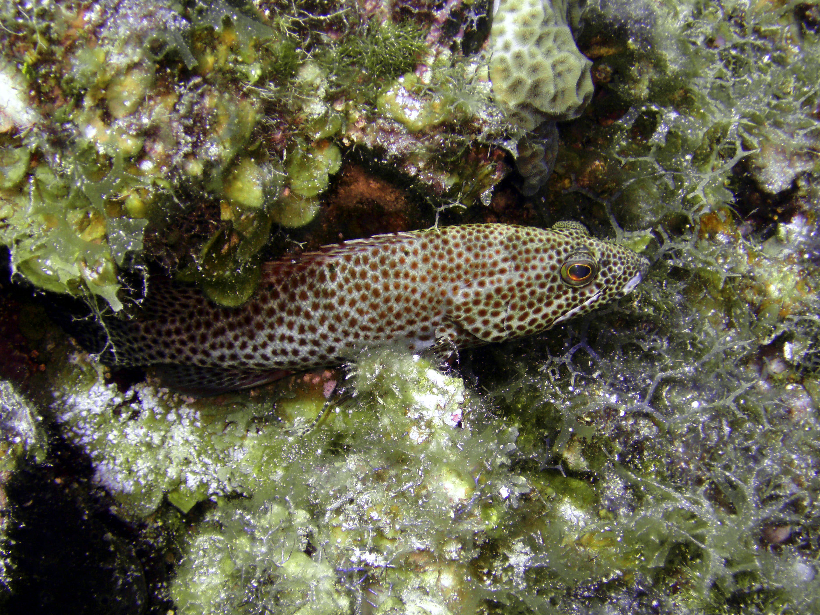 Resting - Cozumel