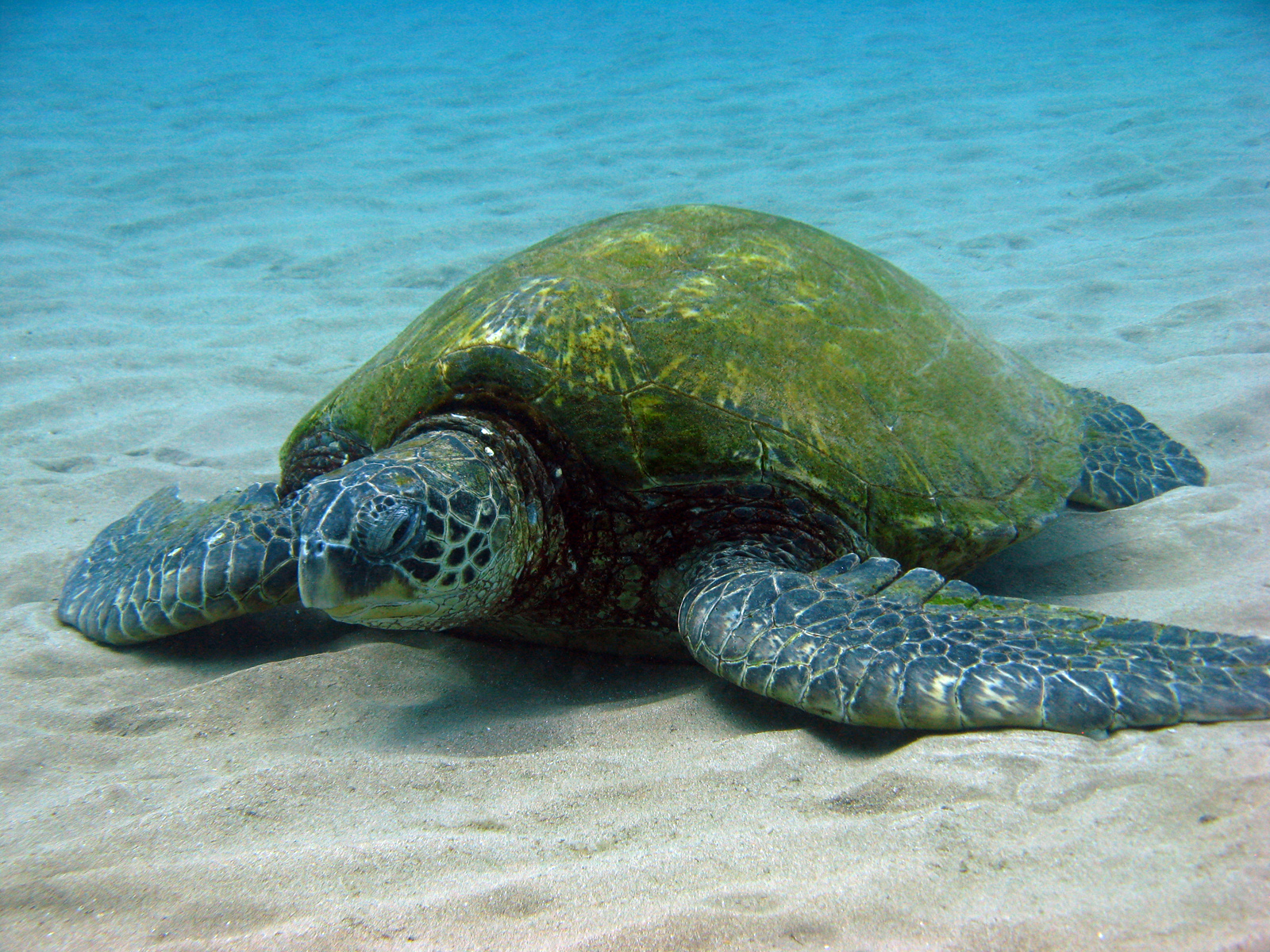 Resting green turtle