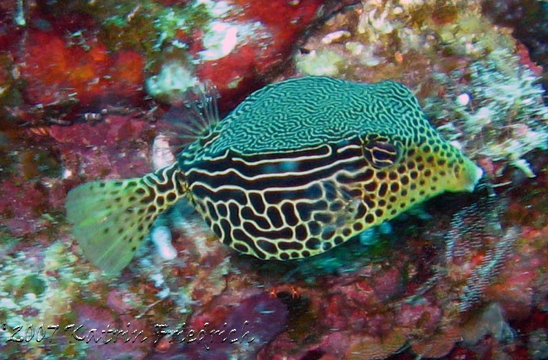 reticulate boxfish