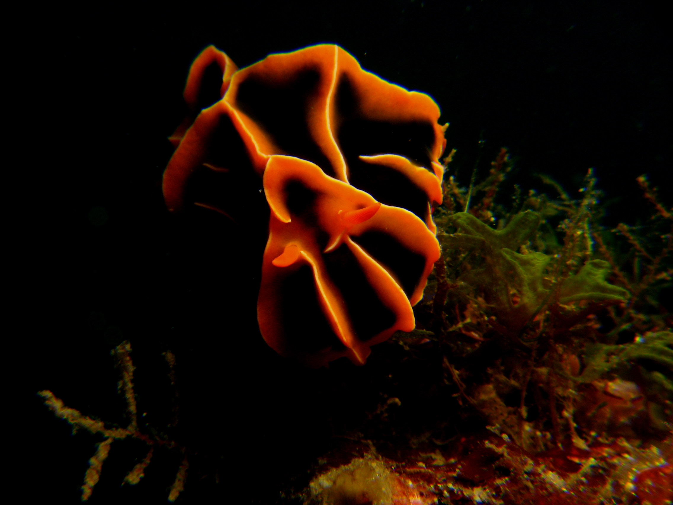 Reticulated Wart Slug