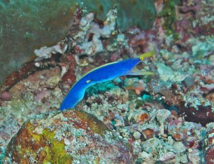 Ribbon Eel