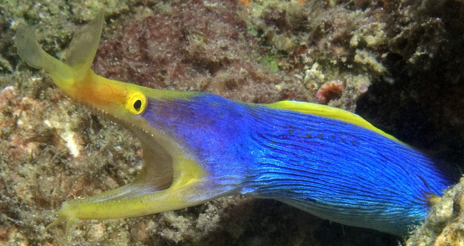 Ribbon Eel